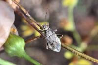 Stictopleurus punctatonervosus