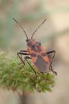 Corizus hyoscyami