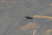 Gerris lacustris
