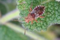 Rhopalus subrufus