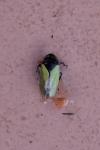 Tettigometra laeta