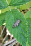 Aphrophora alni