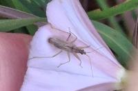 Nabis rugosus