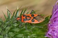 Corizus hyoscyami