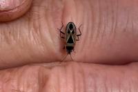 Xanthochilus quadratus