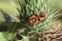 Corizus hyoscyami