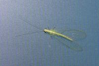 Chrysoperla carnea