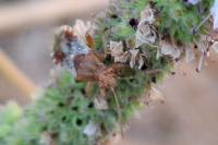 Rhopalus subrufus