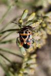 Eurydema ornata