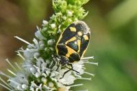 Eurydema oleracea