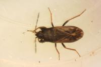 Megalonotus sabulicola