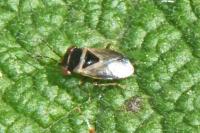 Geocoris megacephalus