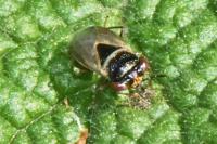 Geocoris megacephalus