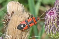 Lygaeus equestris