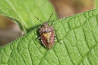 Dolycoris baccarum