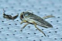 Corixidae