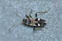 Beosus maritimus
