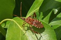 Leptoglossus occidentalis