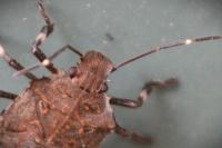 Halyomorpha halys