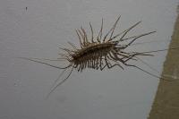 Scutigera coleoptrata