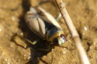 Notonecta viridis