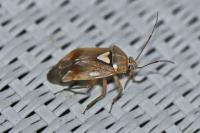 Lygus pratensis