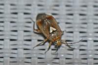 Lygus pratensis