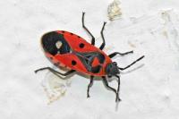 Melanocoryphus albomaculatus