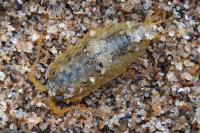 Ligia oceanica