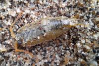 Ligia oceanica