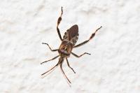 Leptoglossus occidentalis