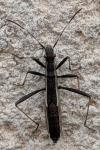 Micrelytra fossularum
