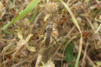 Camptopus lateralis