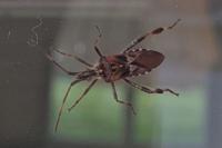 Leptoglossus occidentalis