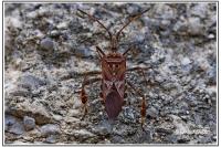 Leptoglossus occidentalis
