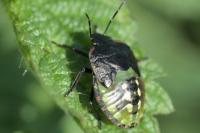 Nezara viridula