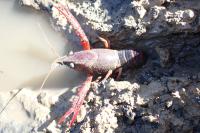 Procambarus clarkii