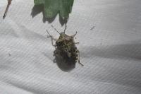 Rhaphigaster nebulosa