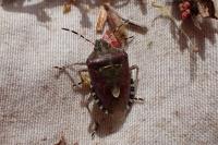 Dolycoris baccarum