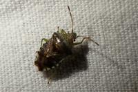 Elasmucha grisea
