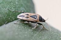 Xanthochilus