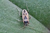 Xanthochilus