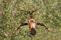 Leptoglossus occidentalis