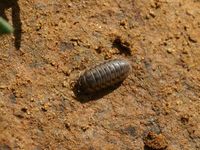 Armadillidium nasatum