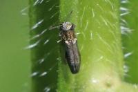 Agrilus