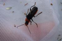 Cantharis fusca