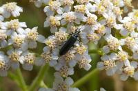 Oedemera