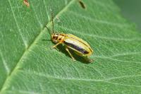 Xanthogaleruca luteola