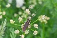 Agapanthia asphodeli