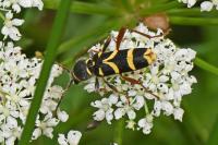 Clytus arietis